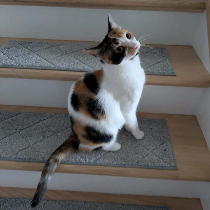 Chris Custom Cat Care