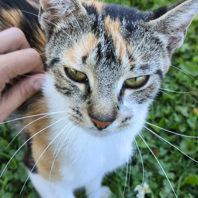 Chris Custom Cat Care