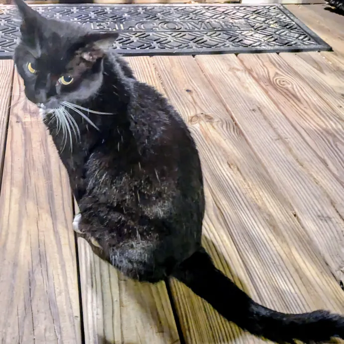 Chris Custom Cat Care