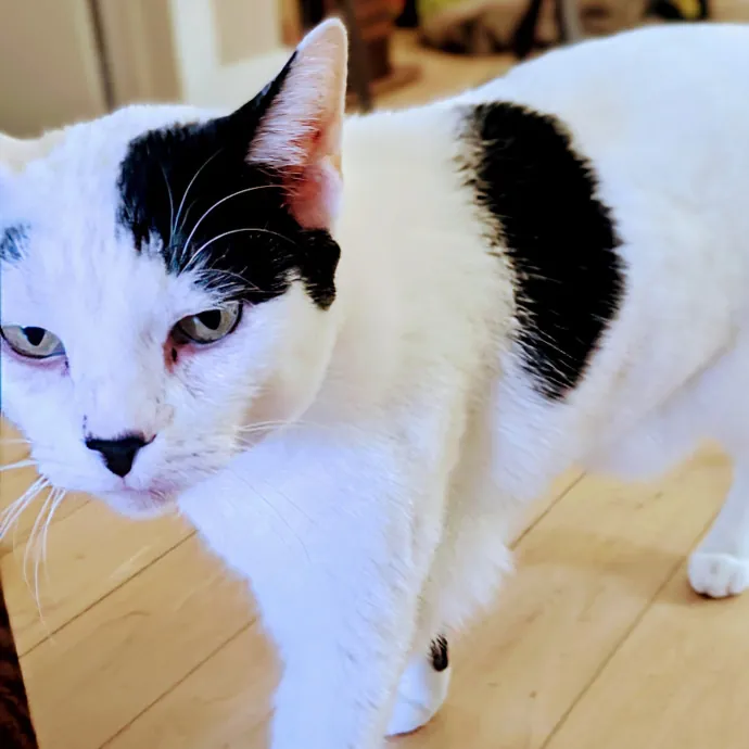 Chris Custom Cat Care