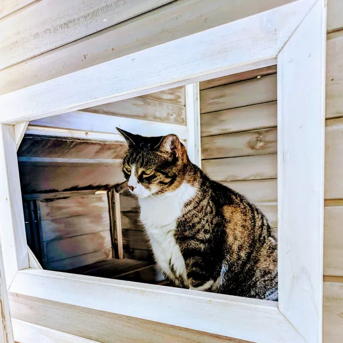 Chris Custom Cat Care