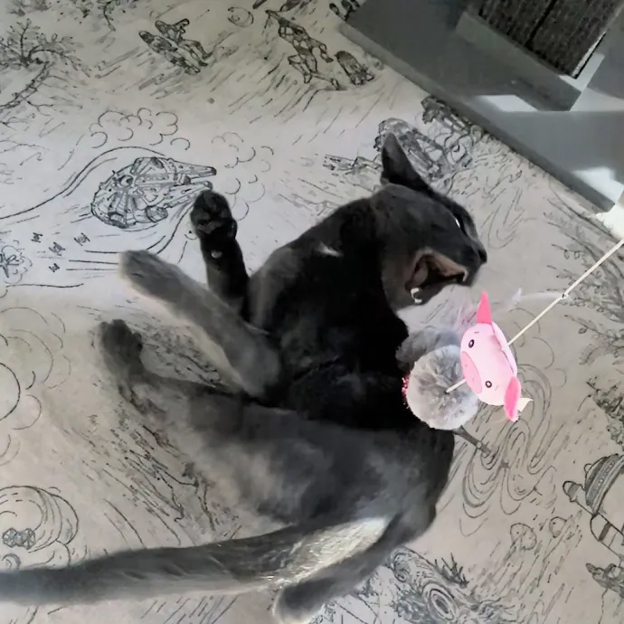 Chris Custom Cat Care