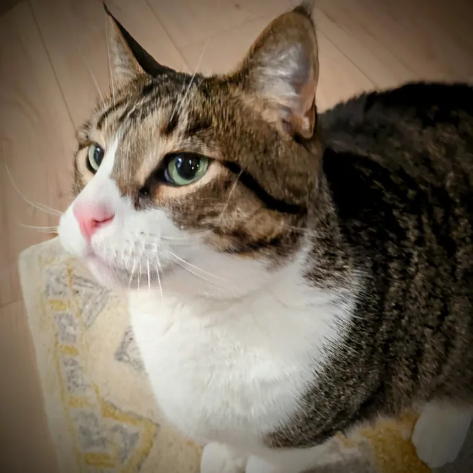 Chris Custom Cat Care