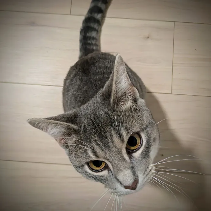 Chris Custom Cat Care