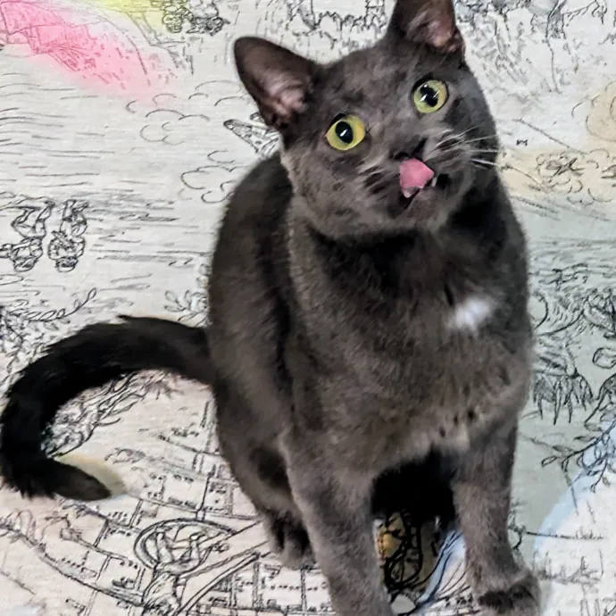 Chris Custom Cat Care