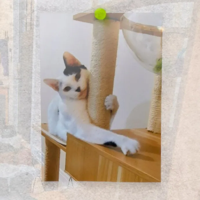 Chris Custom Cat Care