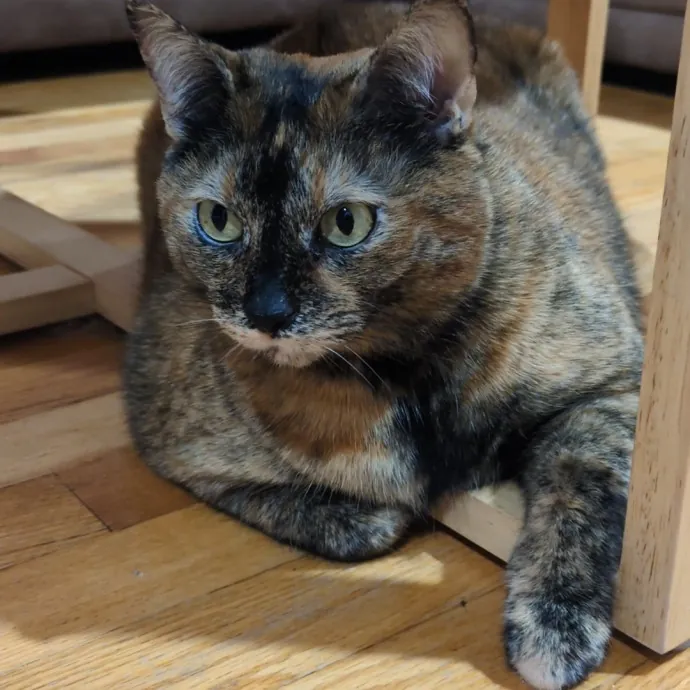 Chris Custom Cat Care