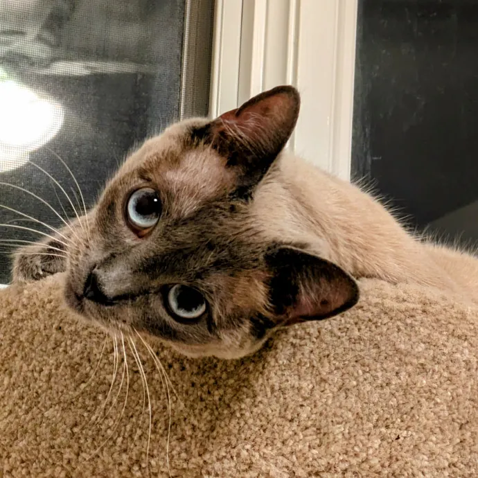 Chris Custom Cat Care