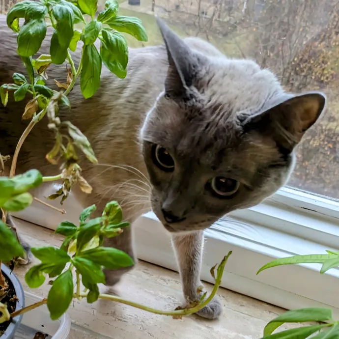 Chris Custom Cat Care