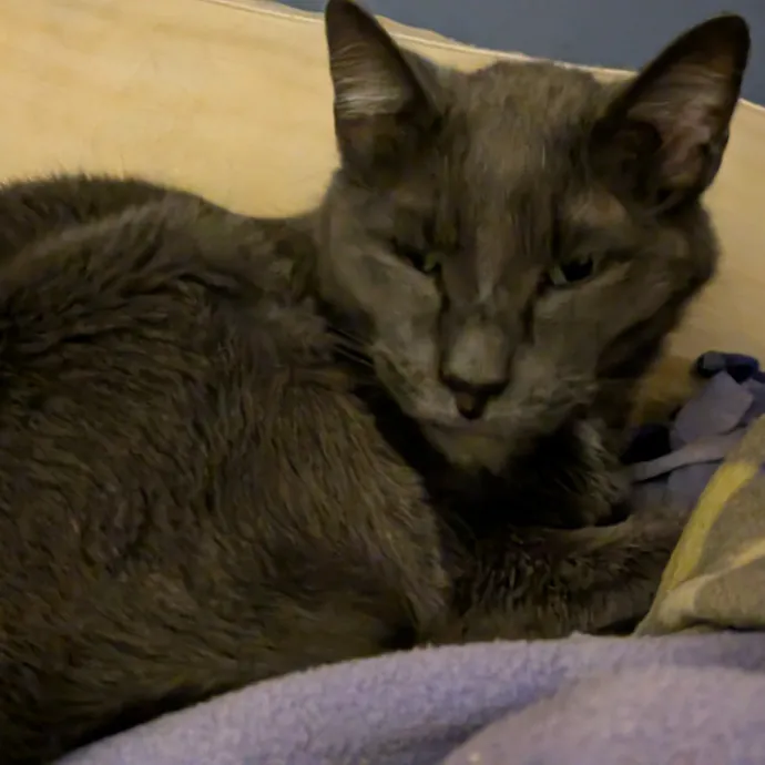 Chris Custom Cat Care