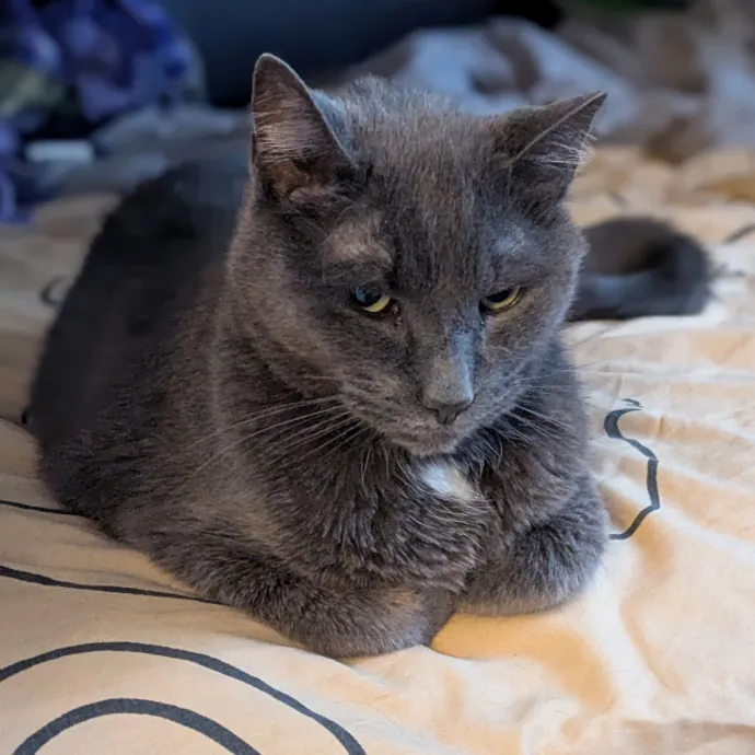 Chris Custom Cat Care