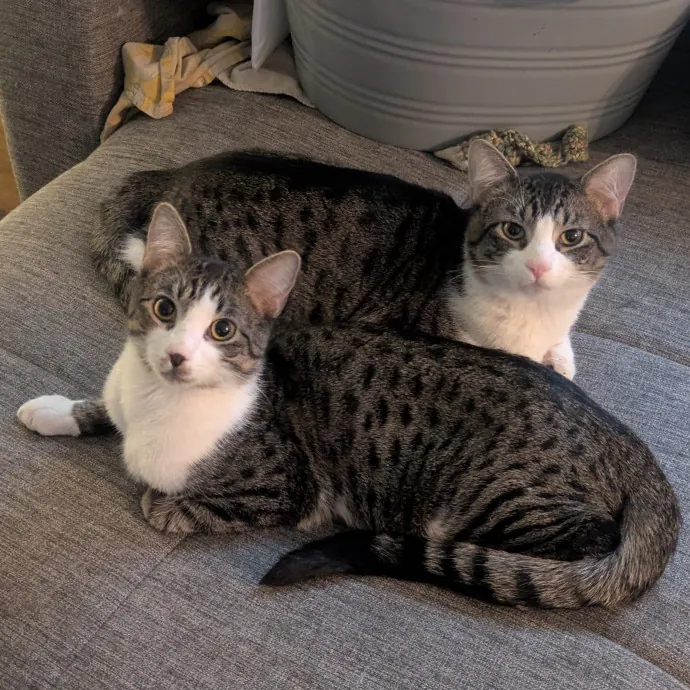 Chris Custom Cat Care