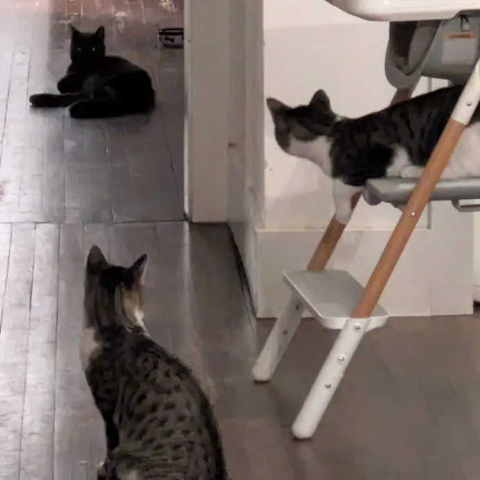 Chris Custom Cat Care