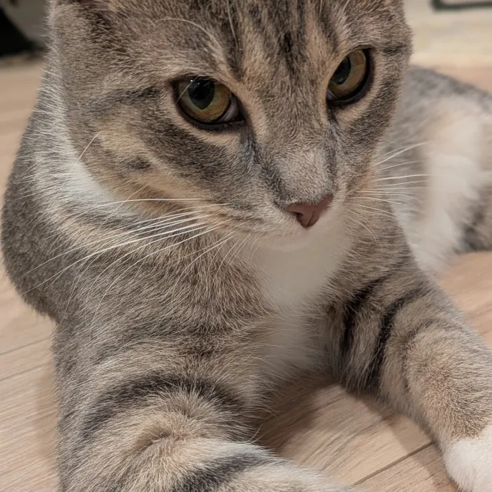 Chris Custom Cat Care