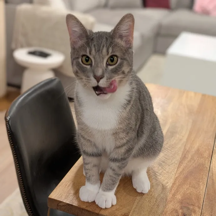 Chris Custom Cat Care