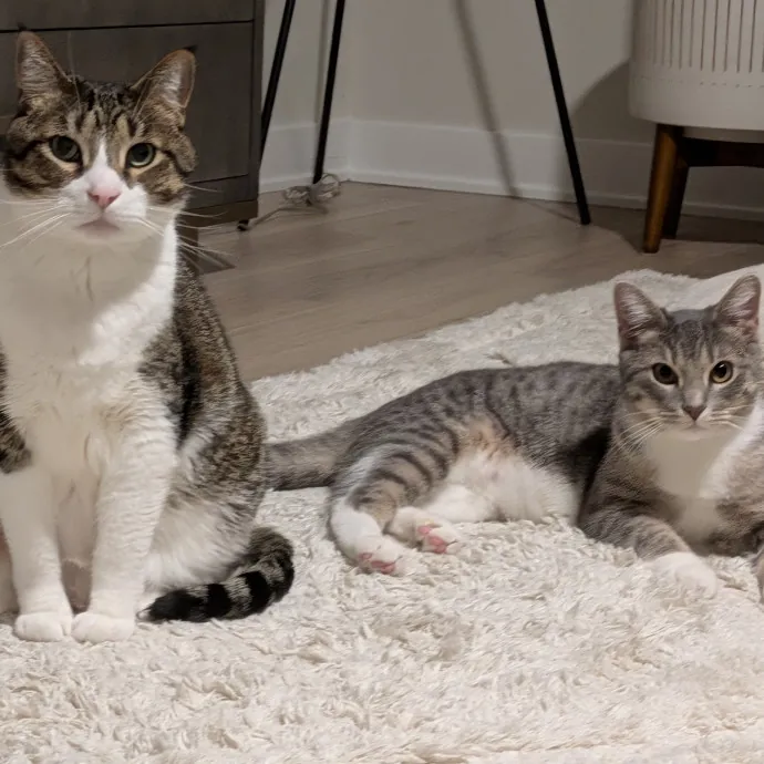 Chris Custom Cat Care