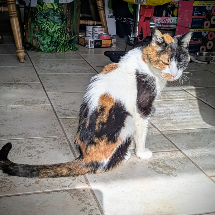 Chris Custom Cat Care