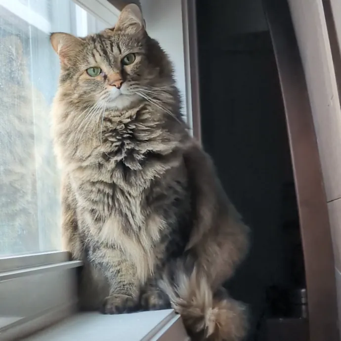 Chris Custom Cat Care