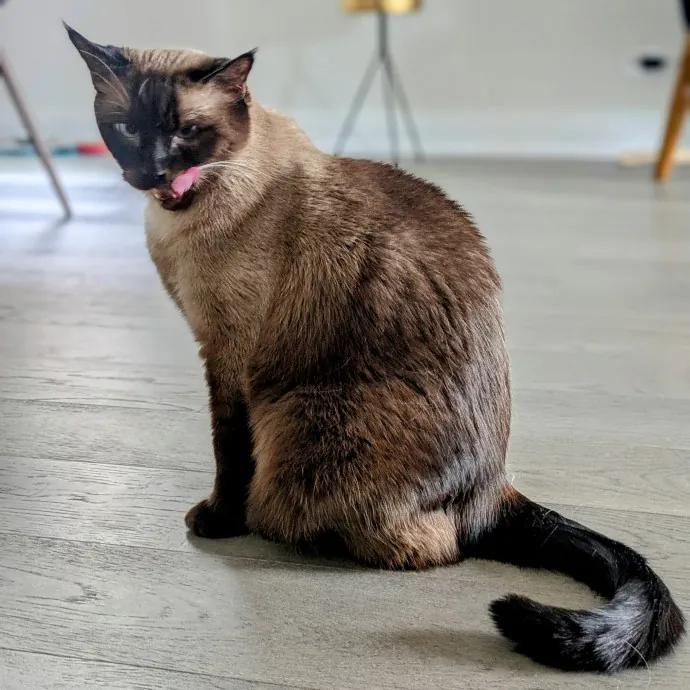 Chris Custom Cat Care