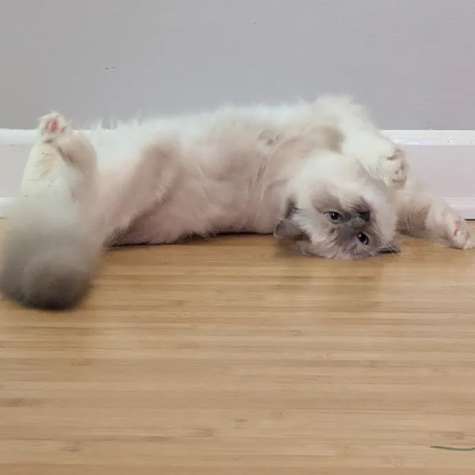 Chris Custom Cat Care