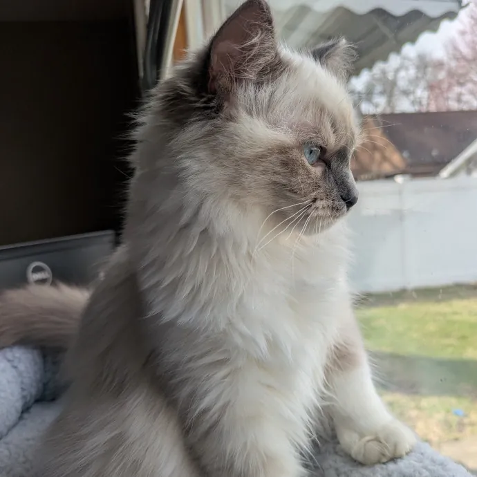 Chris Custom Cat Care