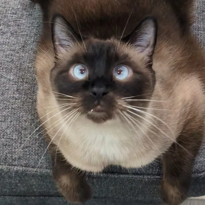 Chris Custom Cat Care