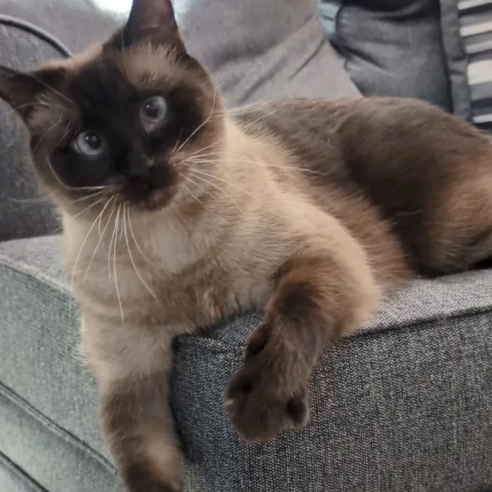 Chris Custom Cat Care