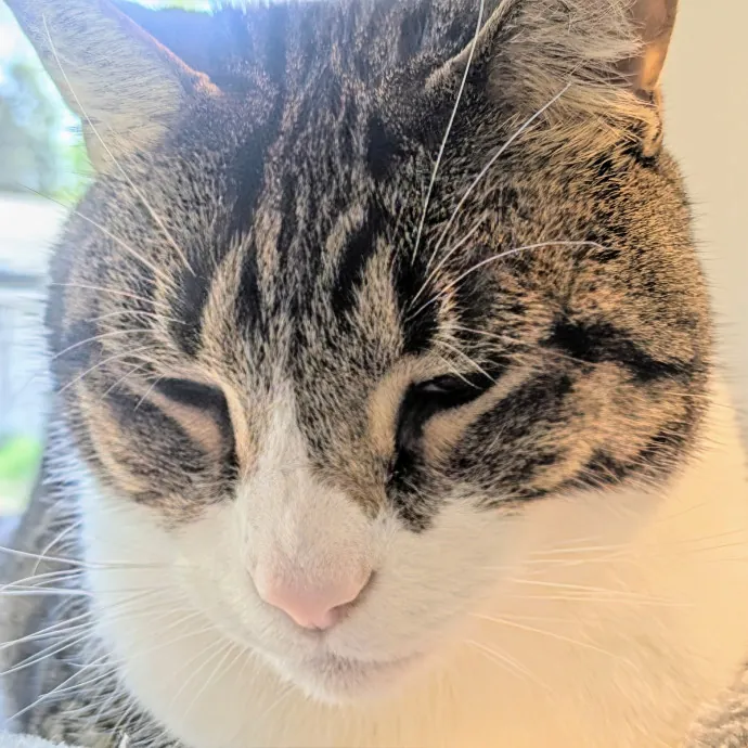 Chris Custom Cat Care