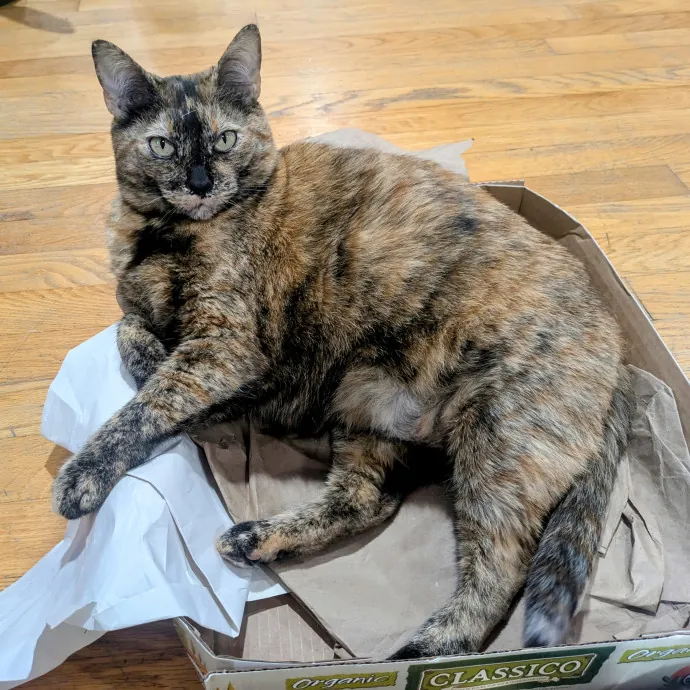 Chris Custom Cat Care