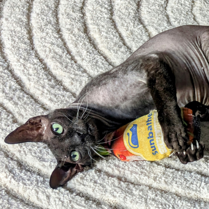 I Fits I Sits