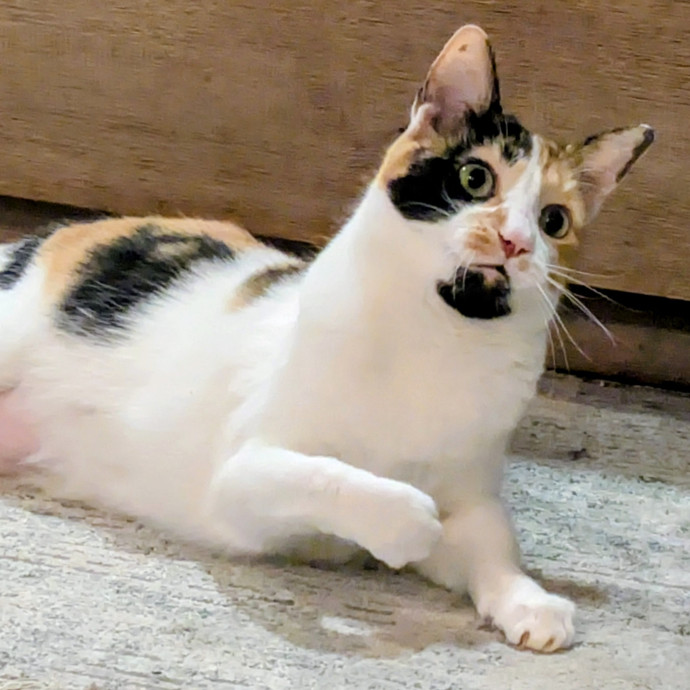 I Fits I Sits