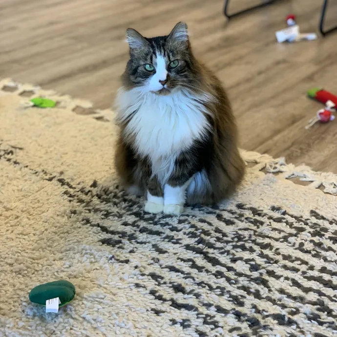 Purr-Fect Care For Your Feline Family