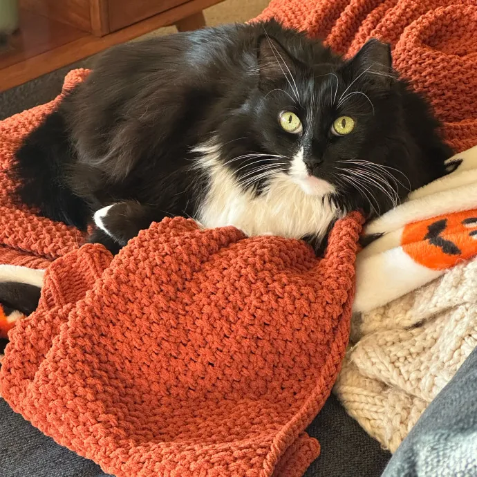 Purr-Fect Care For Your Feline Family