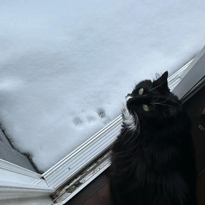 Purr-Fect Care For Your Feline Family photo 4