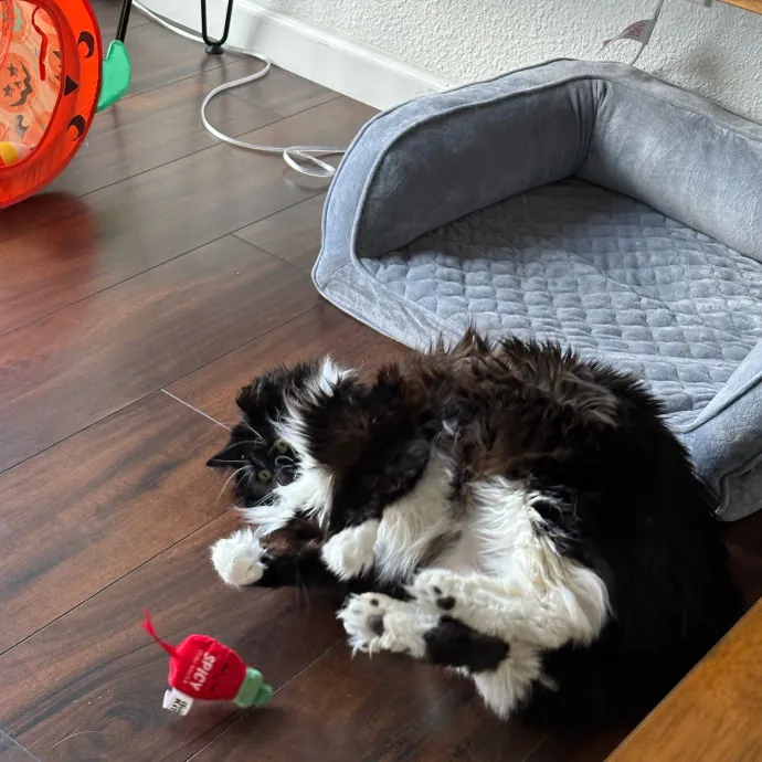 Purr-Fect Care For Your Feline Family photo 3