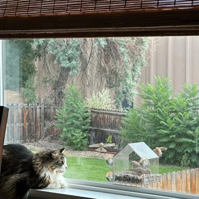 Purr-Fect Care For Your Feline Family photo 2