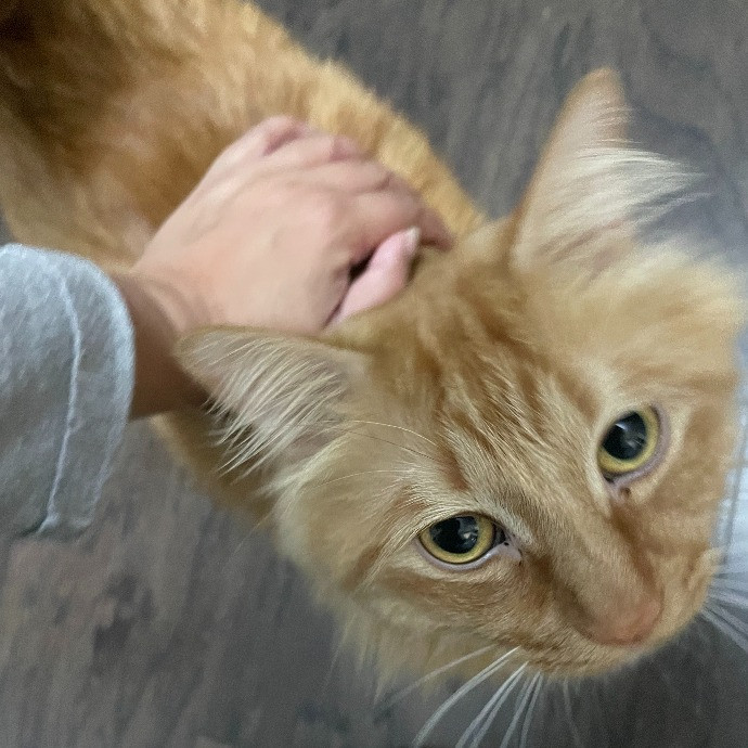 I'm Pawsitively Approved  And Reviewed