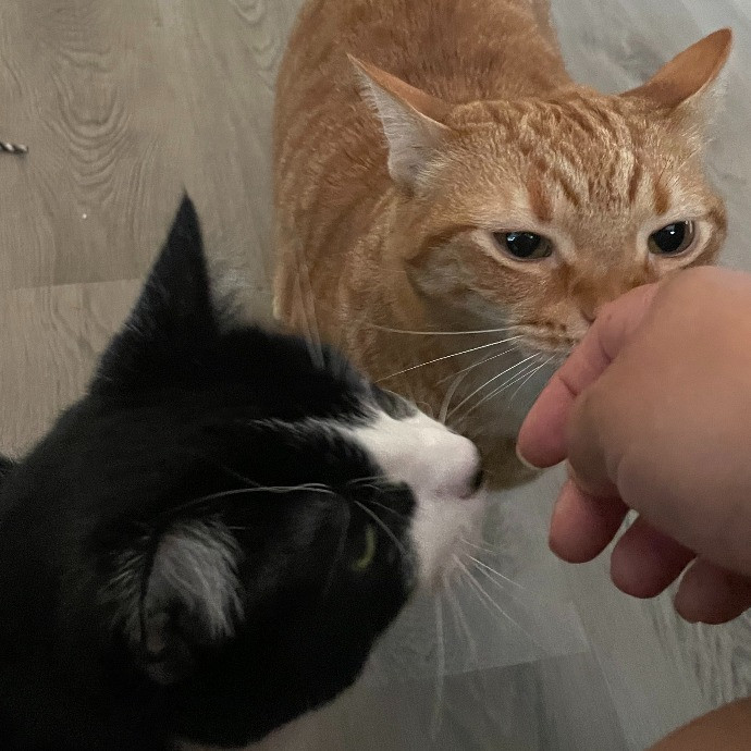 I'm Pawsitively Approved  And Reviewed