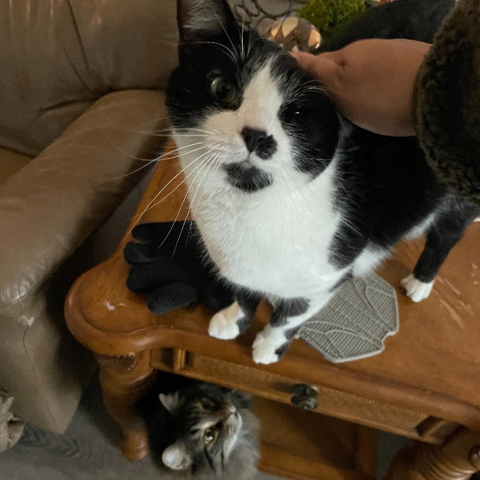I'm Pawsitively Approved  And Reviewed