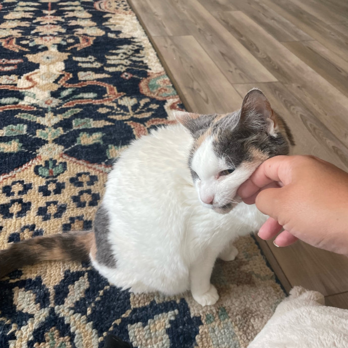I'm Pawsitively Approved  And Reviewed
