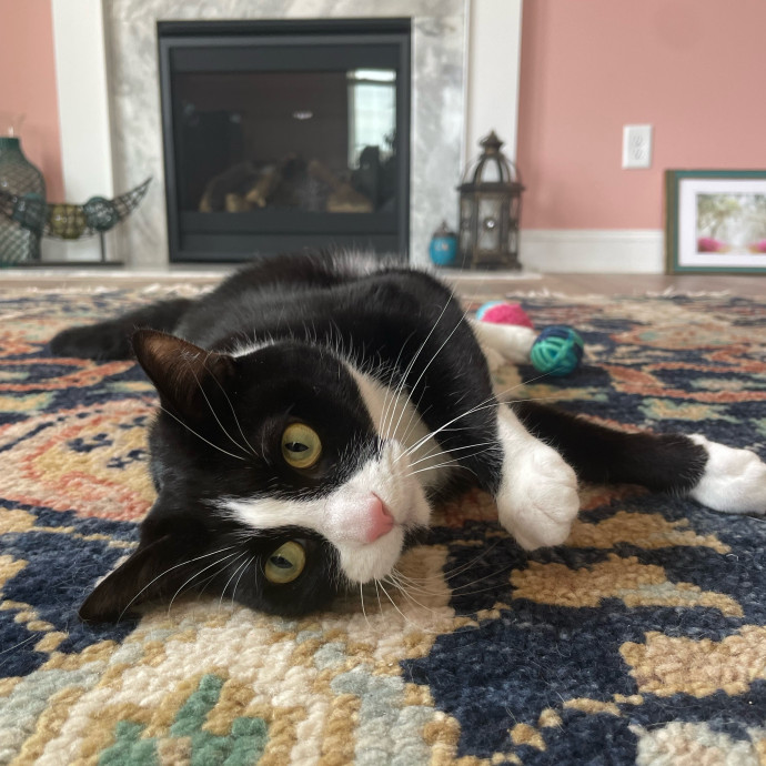 I'm Pawsitively Approved  And Reviewed