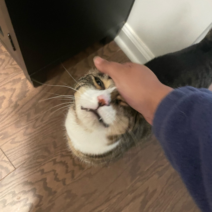 I'm Pawsitively Approved  And Reviewed