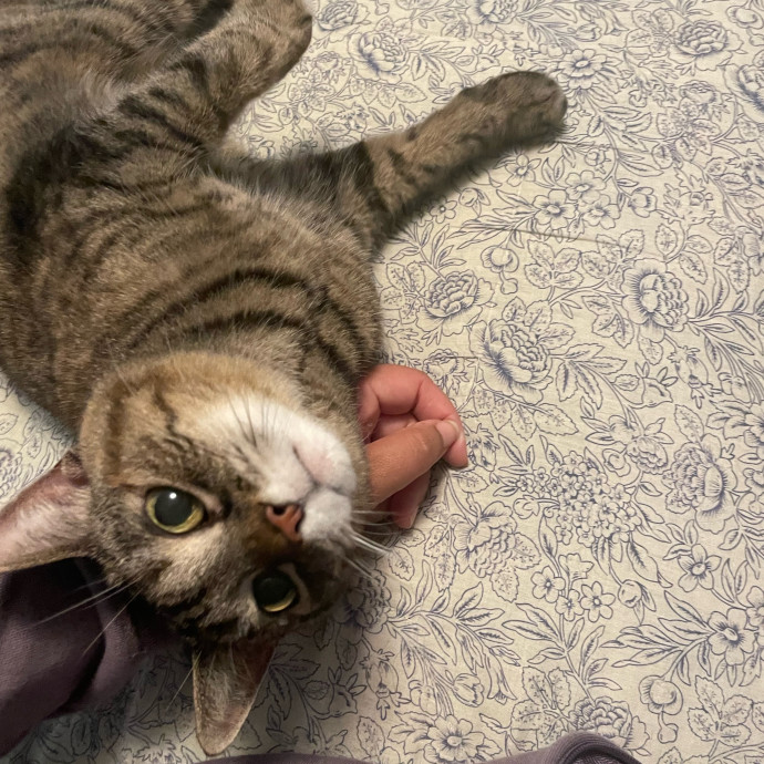 I'm Pawsitively Approved  And Reviewed