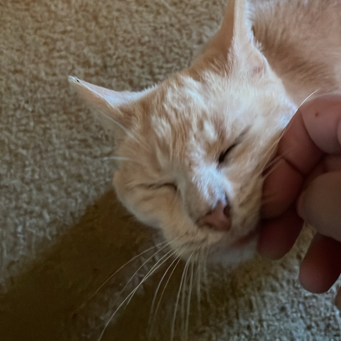 I'm Pawsitively Approved  And Reviewed