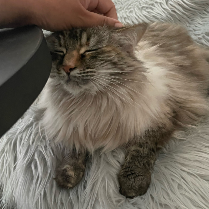 I'm Pawsitively Approved  And Reviewed