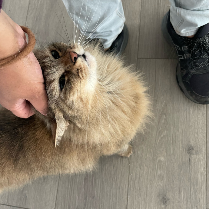 I'm Pawsitively Approved  And Reviewed
