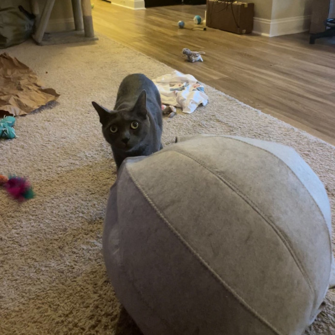 I'm Pawsitively Approved  And Reviewed