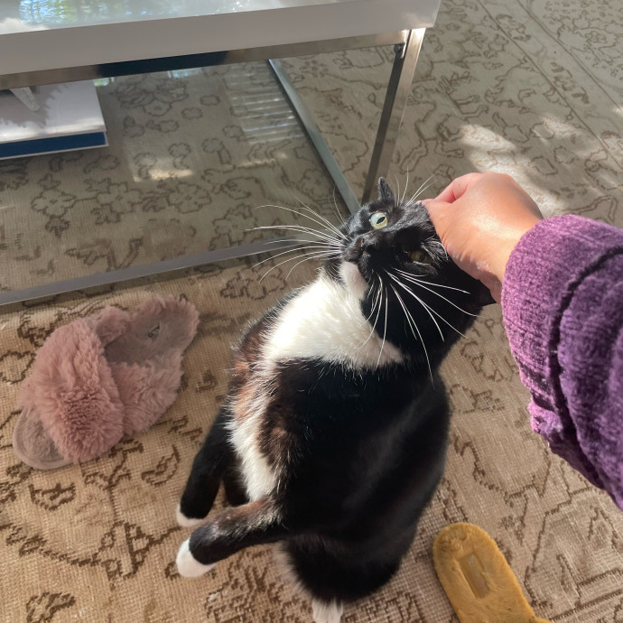 I'm Pawsitively Approved  And Reviewed