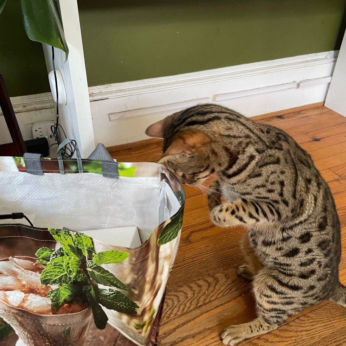 I'm Pawsitively Approved  And Reviewed