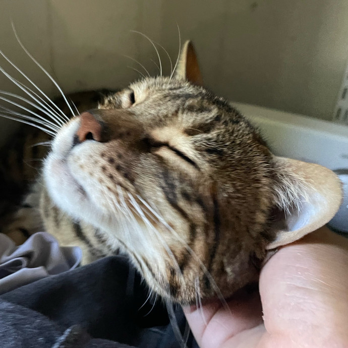 I'm Pawsitively Approved  And Reviewed